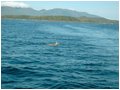 ketchikan-deer.jpg