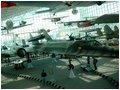 seattle-blackbird.jpg